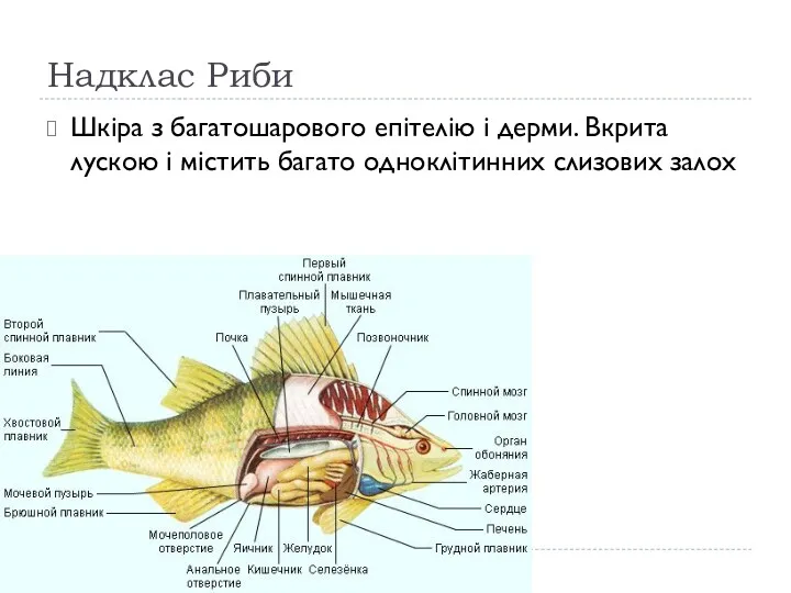 Надклас Риби Шкіра з багатошарового епітелію і дерми. Вкрита лускою і містить багато одноклітинних слизових залох
