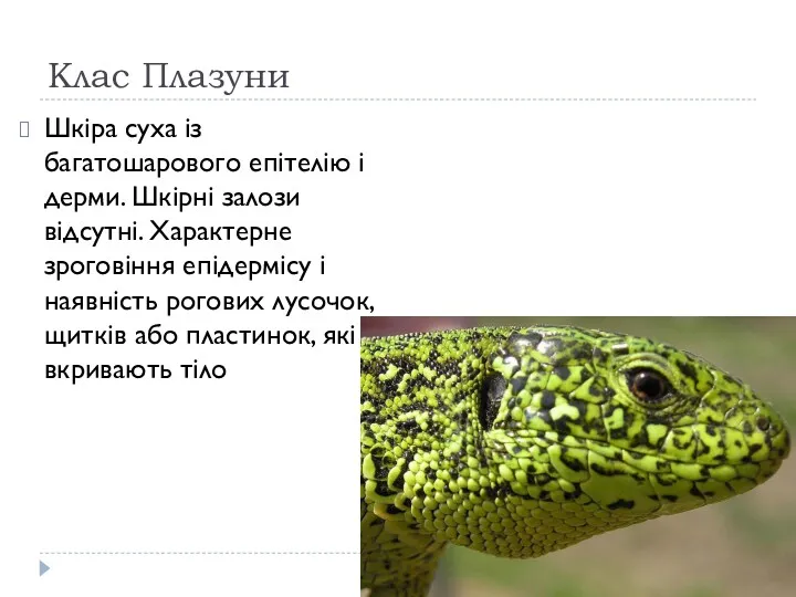 Клас Плазуни Шкіра суха із багатошарового епітелію і дерми. Шкірні