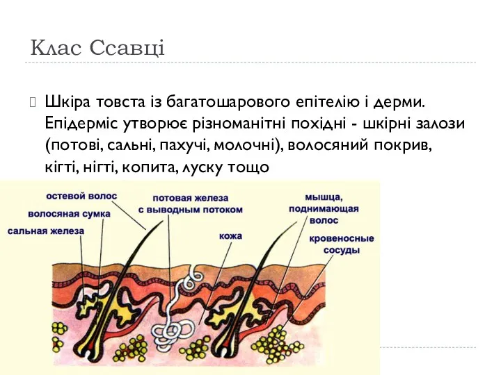 Клас Ссавці Шкіра товста із багатошарового епітелію і дерми. Епідерміс