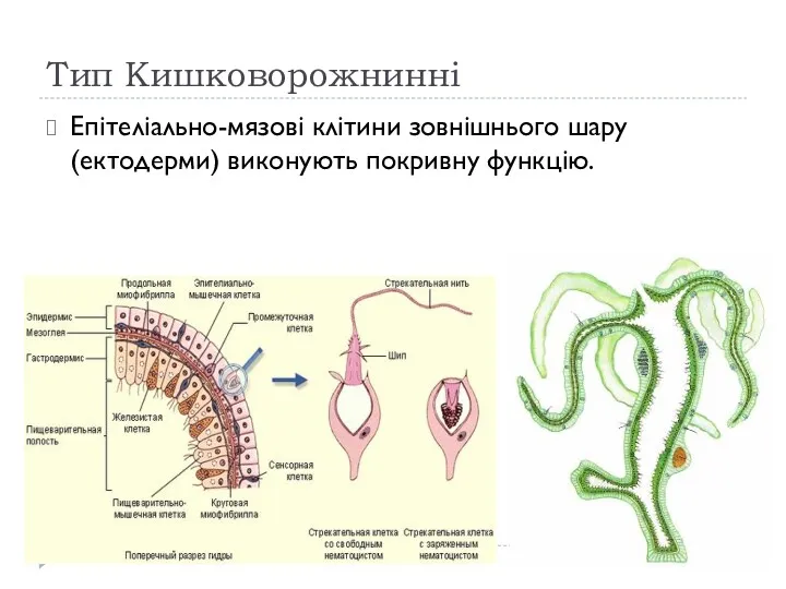 Тип Кишковорожнинні Епітеліально-мязові клітини зовнішнього шару(ектодерми) виконують покривну функцію.