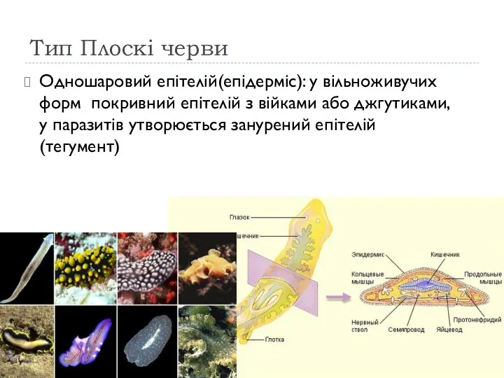 Тип Плоскі черви Одношаровий епітелій(епідерміс): у вільноживучих форм покривний епітелій