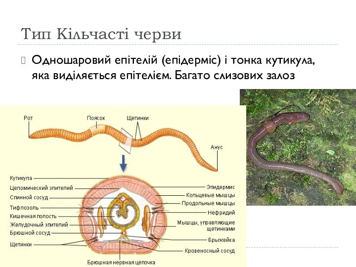 Тип Кільчасті черви Одношаровий епітелій (епідерміс) і тонка кутикула, яка виділяється епітелієм. Багато слизових залоз