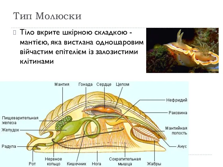 Тип Молюски Тіло вкрите шкірною складкою - мантією, яка вистлана одношаровим війчастим епітелієм із залозистими клітинами