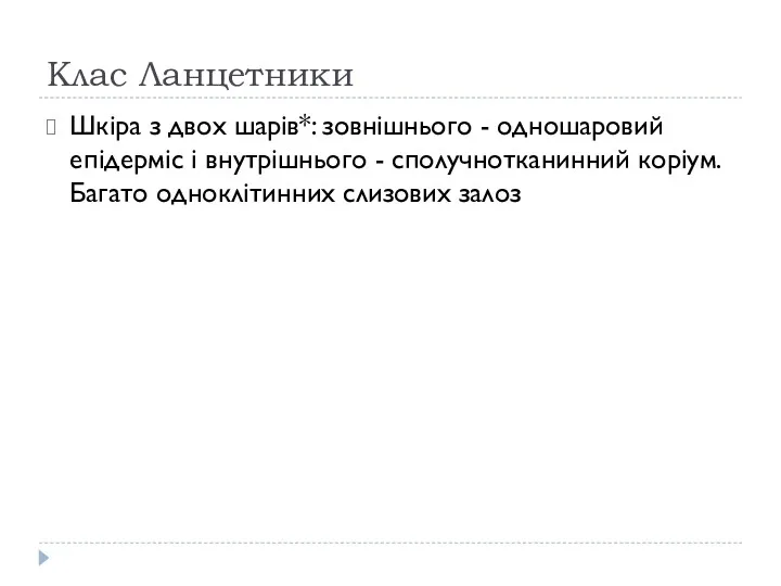 Клас Ланцетники Шкіра з двох шарів*: зовнішнього - одношаровий епідерміс