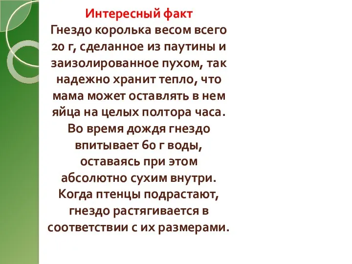 Интересный факт Гнездо королька весом всего 20 г, сделанное из