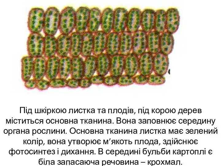 Під шкіркою листка та плодів, під корою дерев міститься основна