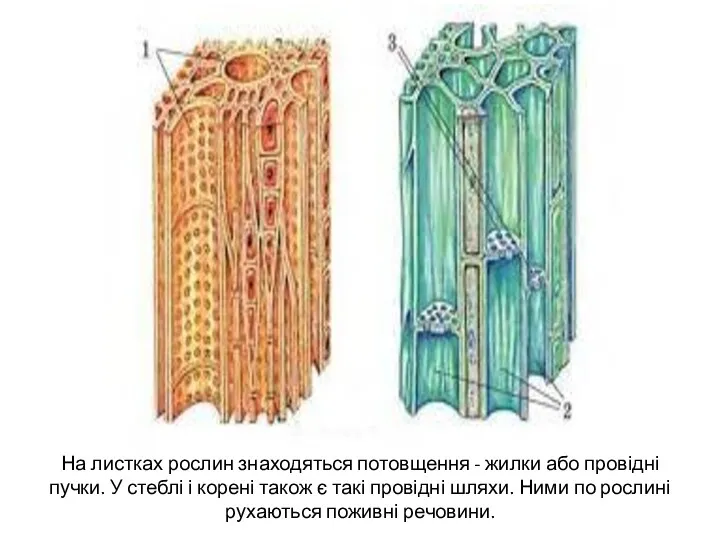 На листках рослин знаходяться потовщення - жилки або провідні пучки.