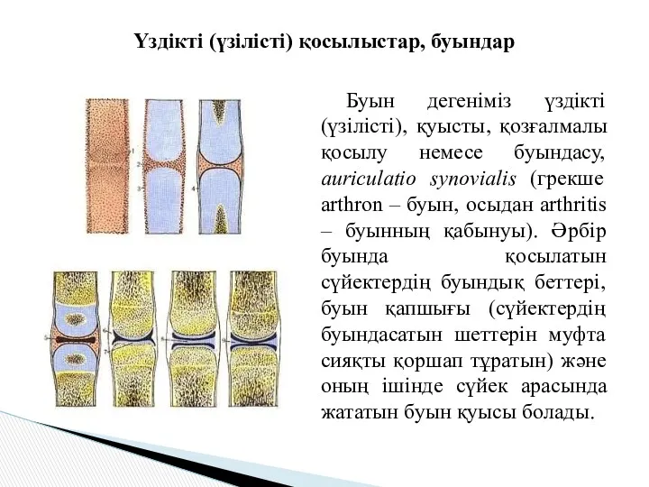 Үздікті (үзілісті) қосылыстар, буындар Буын дегеніміз үздікті (үзілісті), қуысты, қозғалмалы