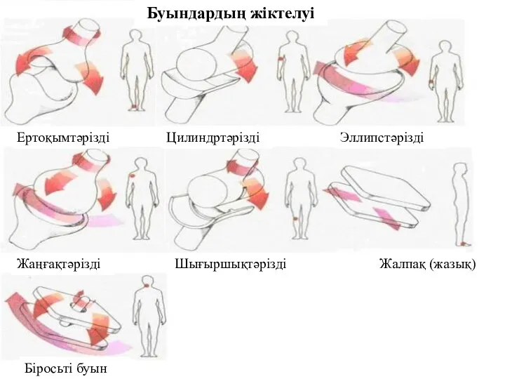 Буындардың жіктелуі Ертоқымтәрізді Эллипстәрізді Жаңғақтәрізді Жалпақ (жазық) Шығыршықтәрізді Цилиндртәрізді Біросьті буын