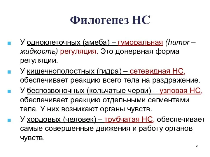 Филогенез НС У одноклеточных (амеба) – гуморальная (humor – жидкость)
