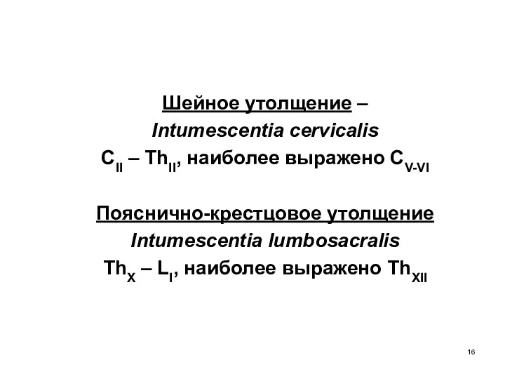 Шейное утолщение – Intumescentia cervicalis CII – ThII, наиболее выражено