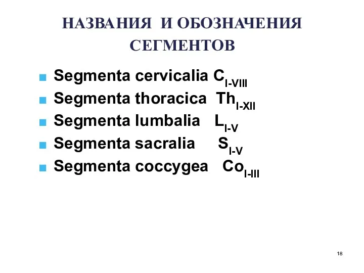 НАЗВАНИЯ И ОБОЗНАЧЕНИЯ СЕГМЕНТОВ Segmenta cervicalia CI-VIII Segmenta thoracica ThI-XII