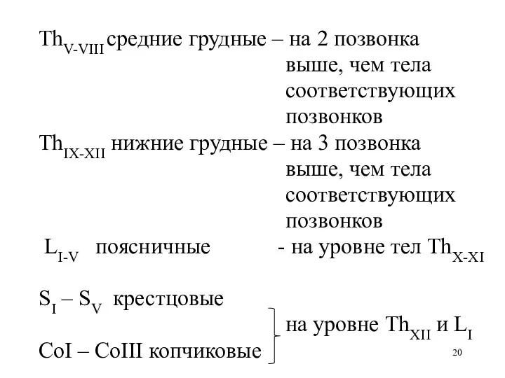 ThV-VIII средние грудные – на 2 позвонка выше, чем тела