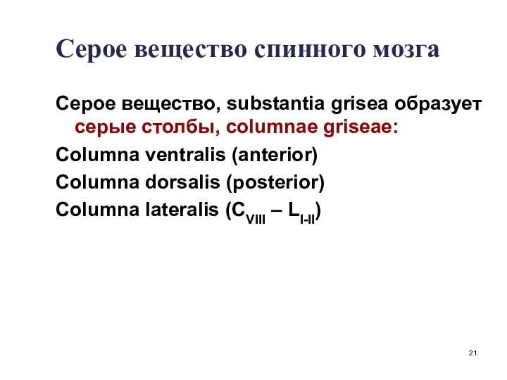 Серое вещество спинного мозга Серое вещество, substantia grisea образует серые