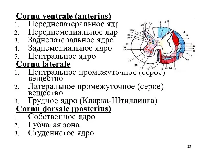 Cornu ventrale (anterius) Переднелатеральное ядро Переднемедиальное ядро Заднелатеральное ядро Заднемедиальное