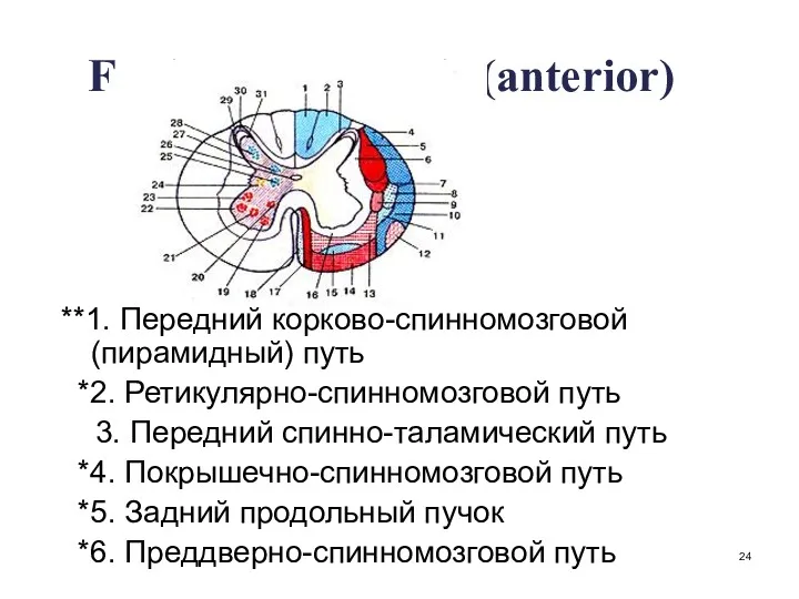 Funiculus ventralis (anterior) **1. Передний корково-спинномозговой (пирамидный) путь *2. Ретикулярно-спинномозговой