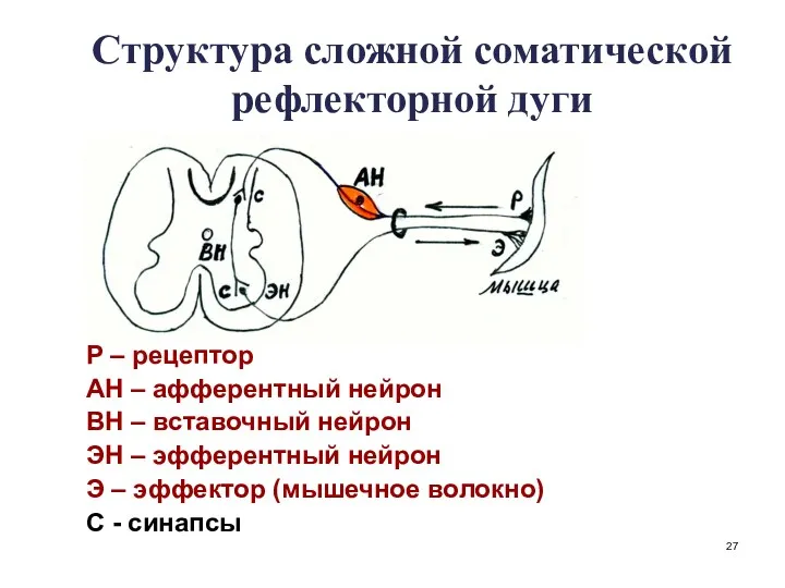 Структура сложной соматической рефлекторной дуги Р – рецептор АН –