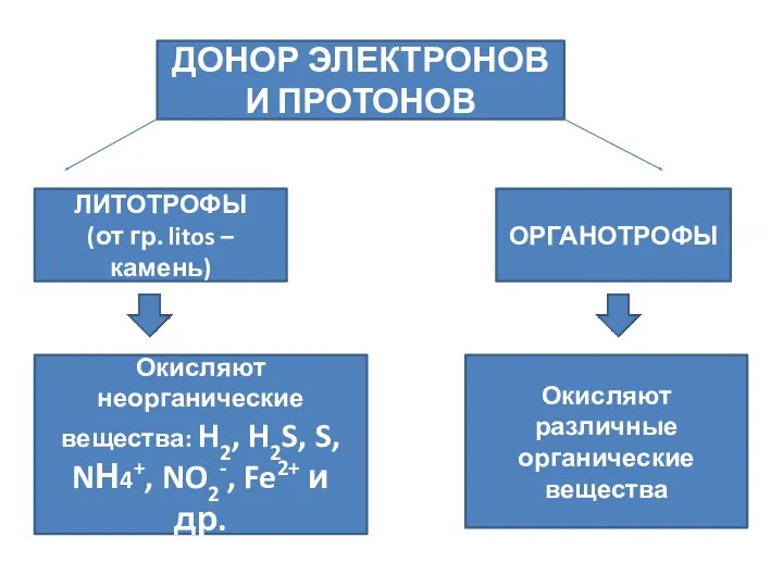 ДОНОР ЭЛЕКТРОНОВ И ПРОТОНОВ ЛИТОТРОФЫ (от гр. litos – камень)