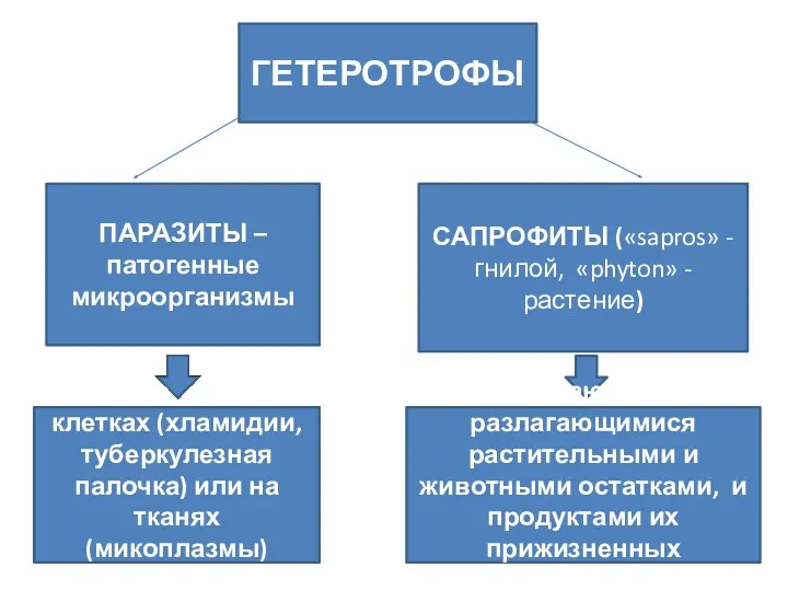 ГЕТЕРОТРОФЫ ПАРАЗИТЫ – патогенные микроорганизмы САПРОФИТЫ («sapros» - гнилой, «phyton»