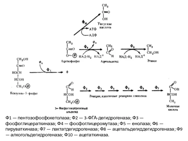 Ф1 — пентозофосфокетолаза; Ф2 — 3-ФГА-дегидрогеназа; Ф3 — фосфоглицераткиназа; Ф4