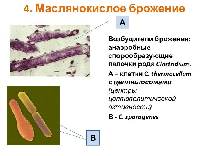 4. Маслянокислое брожение Возбудители брожения: анаэробные спорообразующие палочки рода Clostridium.
