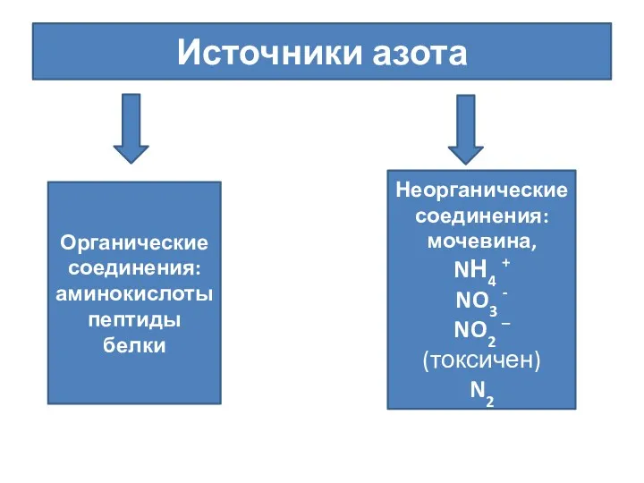 Источники азота Органические соединения: аминокислоты пептиды белки Неорганические соединения: мочевина,