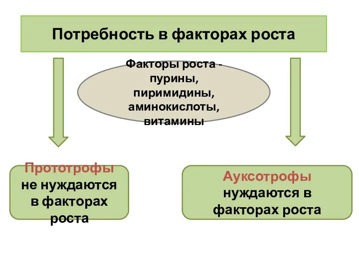 Потребность в факторах роста Факторы роста - пурины, пиримидины, аминокислоты,