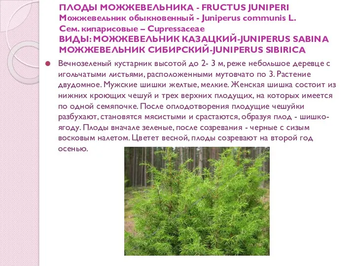 ПЛОДЫ МОЖЖЕВЕЛЬНИКА - FRUCTUS JUNIPERI Можжевельник обыкновенный - Juniperus communis