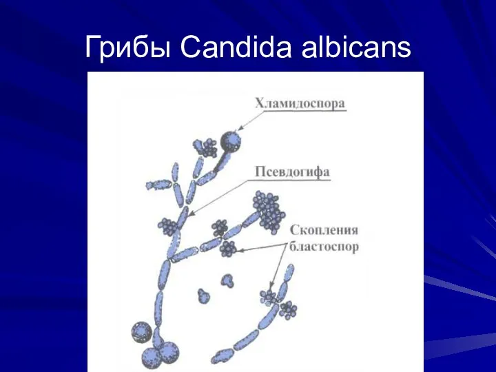Грибы Candida albicans
