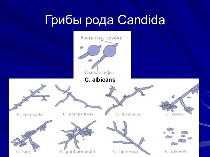 Грибы рода Candida C. albicans
