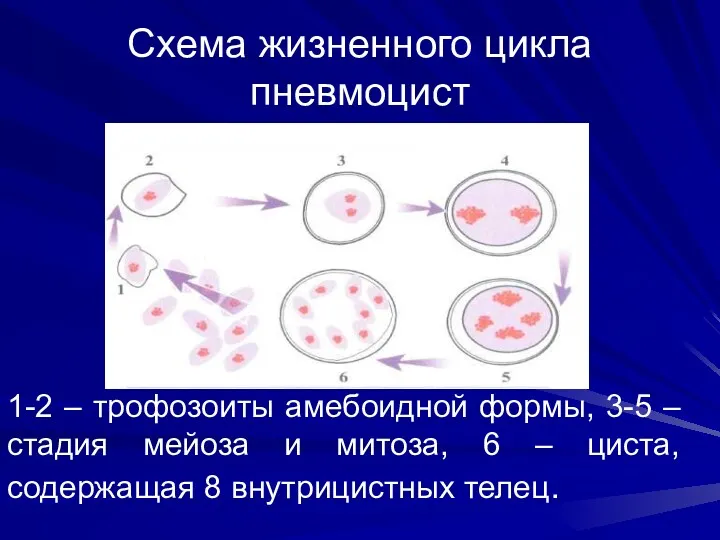 Схема жизненного цикла пневмоцист 1-2 – трофозоиты амебоидной формы, 3-5