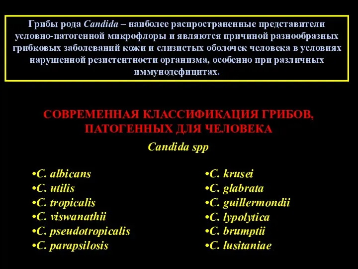 Грибы рода Candida – наиболее распространенные представители условно-патогенной микрофлоры и