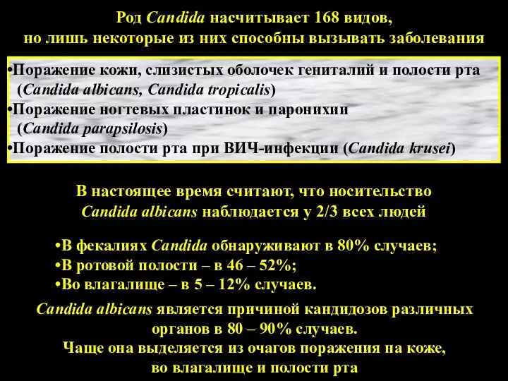 Род Candida насчитывает 168 видов, но лишь некоторые из них