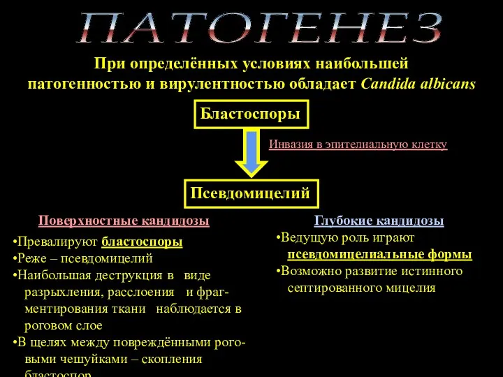 При определённых условиях наибольшей патогенностью и вирулентностью обладает Candida albicans