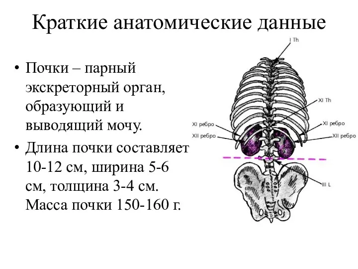 Краткие анатомические данные Почки – парный экскреторный орган, образующий и