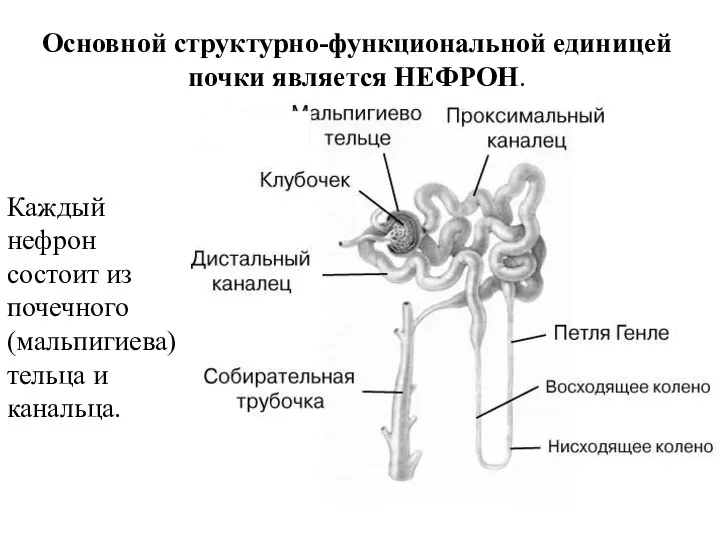 Основной структурно-функциональной единицей почки является НЕФРОН. Каждый нефрон состоит из почечного (мальпигиева) тельца и канальца.