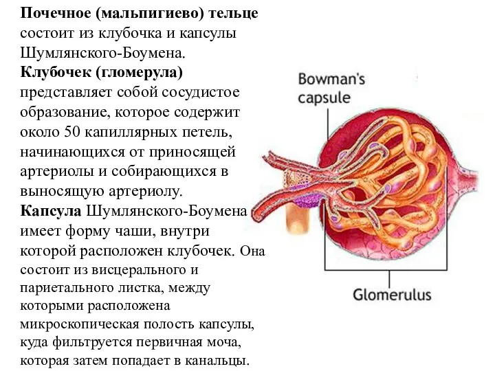 Почечное (мальпигиево) тельце состоит из клубочка и капсулы Шумлянского-Боумена. Клубочек