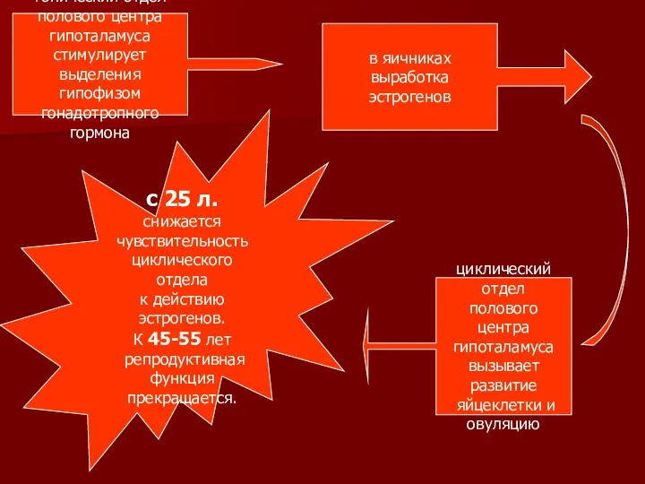 тонический отдел полового центра гипоталамуса стимулирует выделения гипофизом гонадотропного гормона