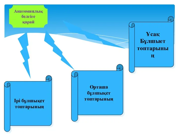 Ірі бұлшықет топтарының Орташа бұлшықет топтарының Ұсақ Бұлшыет топтарының Анатомиялық белгіге қарай