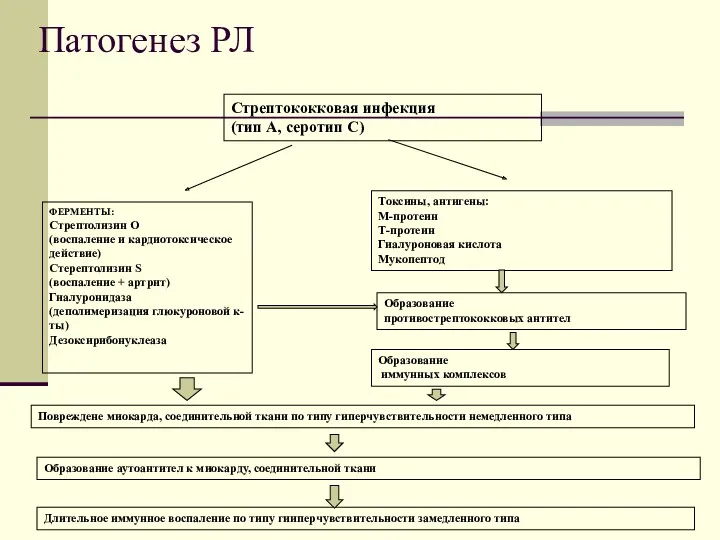 Патогенез РЛ ФЕРМЕНТЫ: Стрептолизин О (воспаление и кардиотоксическое действие) Стерептолизин