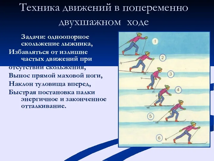 Техника движений в попеременно двухшажном ходе Задачи: одноопорное скольжение лыжника,