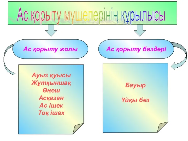 Ас қорыту мүшелерінің құрылысы Ас қорыту жолы Ас қорыту бездері