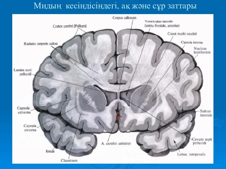 Мидың кесіндісіндегі, ақ және сұр заттары