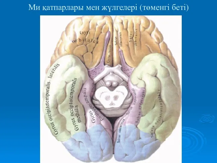 Ми қатпарлары мен жүлгелері (төменгі беті)