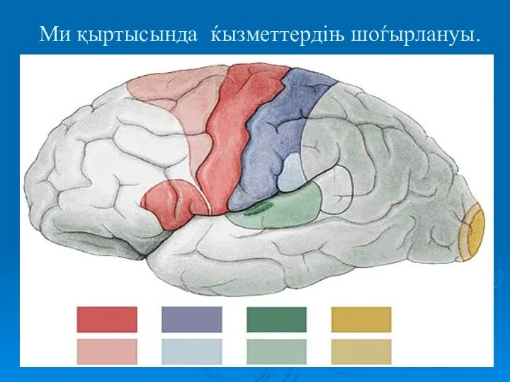 Ми қыртысында ќызметтердіњ шоѓырлануы.