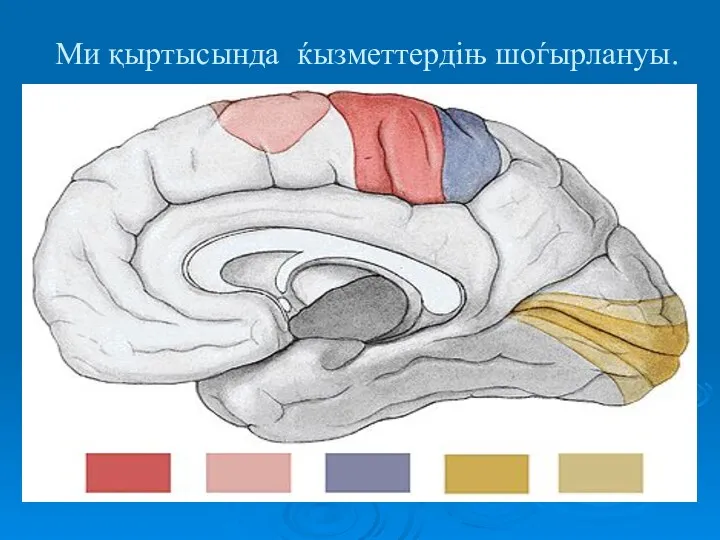 Ми қыртысында ќызметтердіњ шоѓырлануы.