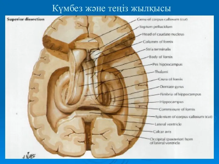 Күмбез және теңіз жылқысы