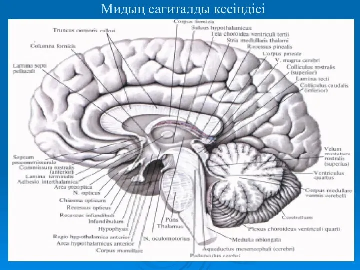 Мидың сагиталды кесіндісі