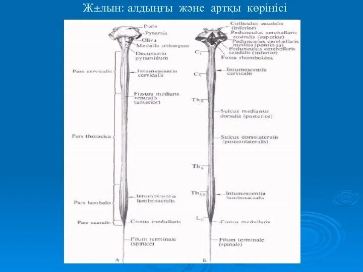 Ж±лын: алдыңғы және артқы көрінісі