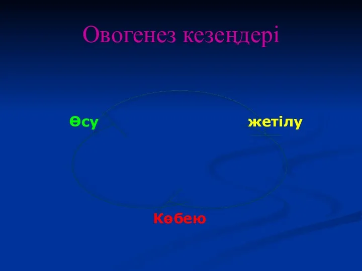 Овогенез кезеңдері